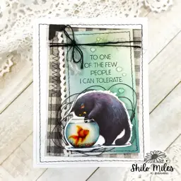 Sassy Fat Cats — photo 2 of 6