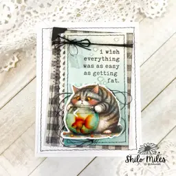 Sassy Fat Cats — photo 4 of 6