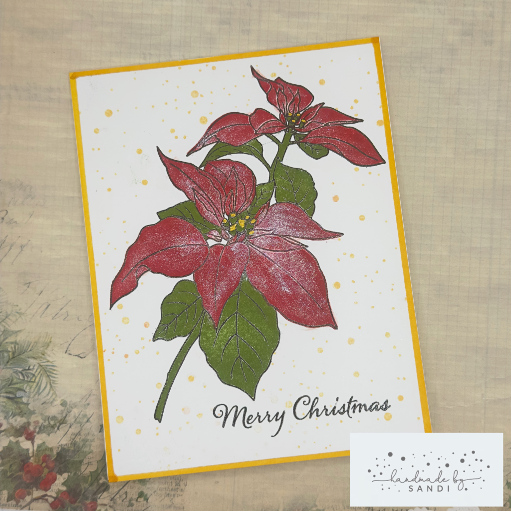 Precious  Poinsettia — photo 1 of 1